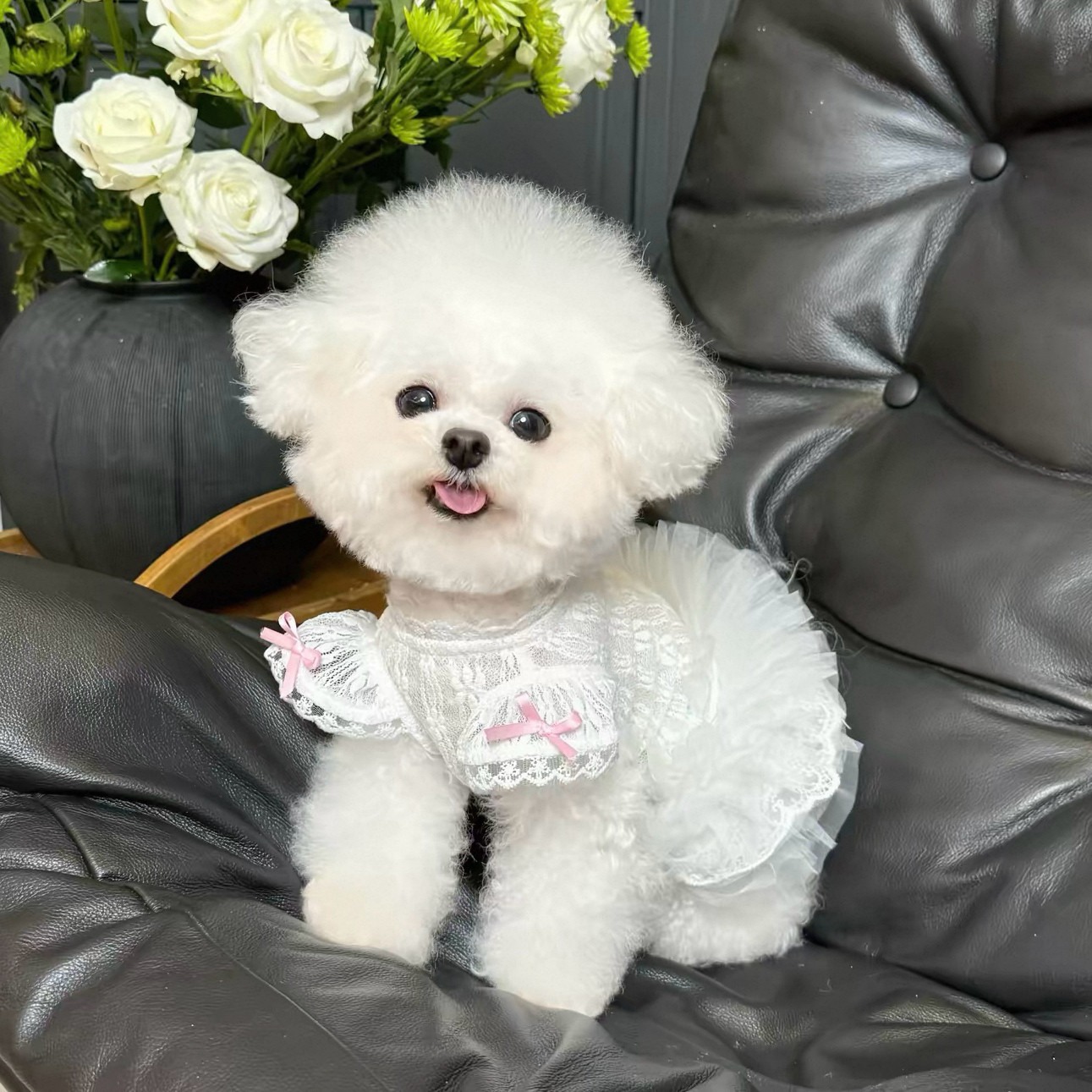 Lace Teddy Lingerie - 2026 Prenses Tarzı Evcil Hayvan Elbisesi
