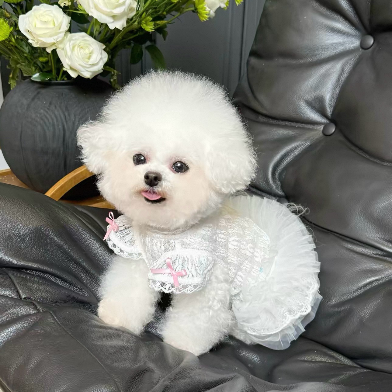 2026 Prenses Tarzı Evcil Hayva - Lace Teddy Lingerie incelemesi ve fiyatı
